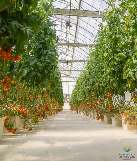 Al Rayyan | Agricultural